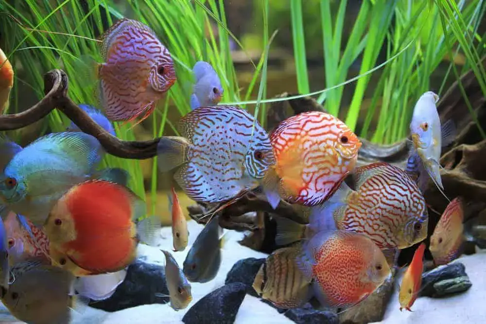 discus fish