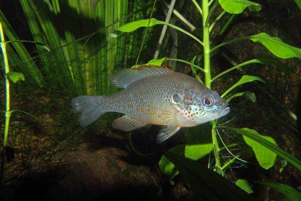 Orange-Spotted Sunfish