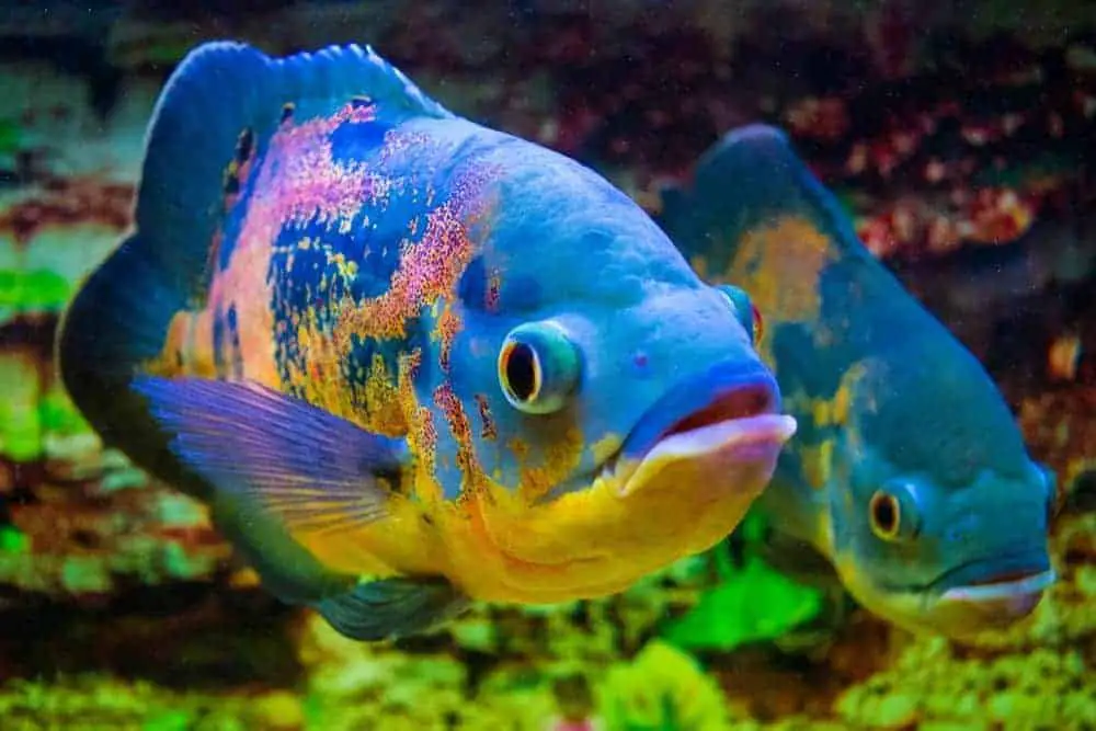 Beautiful Tiger Oscar Fish Colors