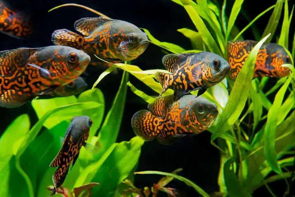 oscar fish plants