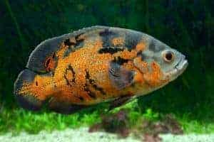 grown oscar fish size