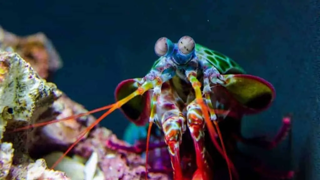 Peacock Mantis Shrimp