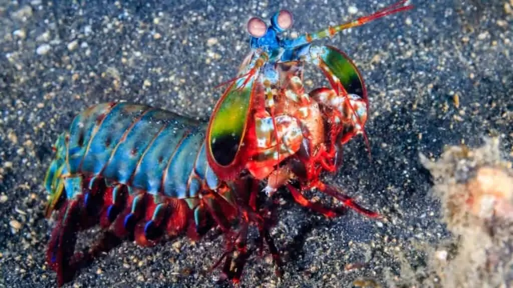 Vividly colored Peacock Mantis Shrimp on a black sandy seabed