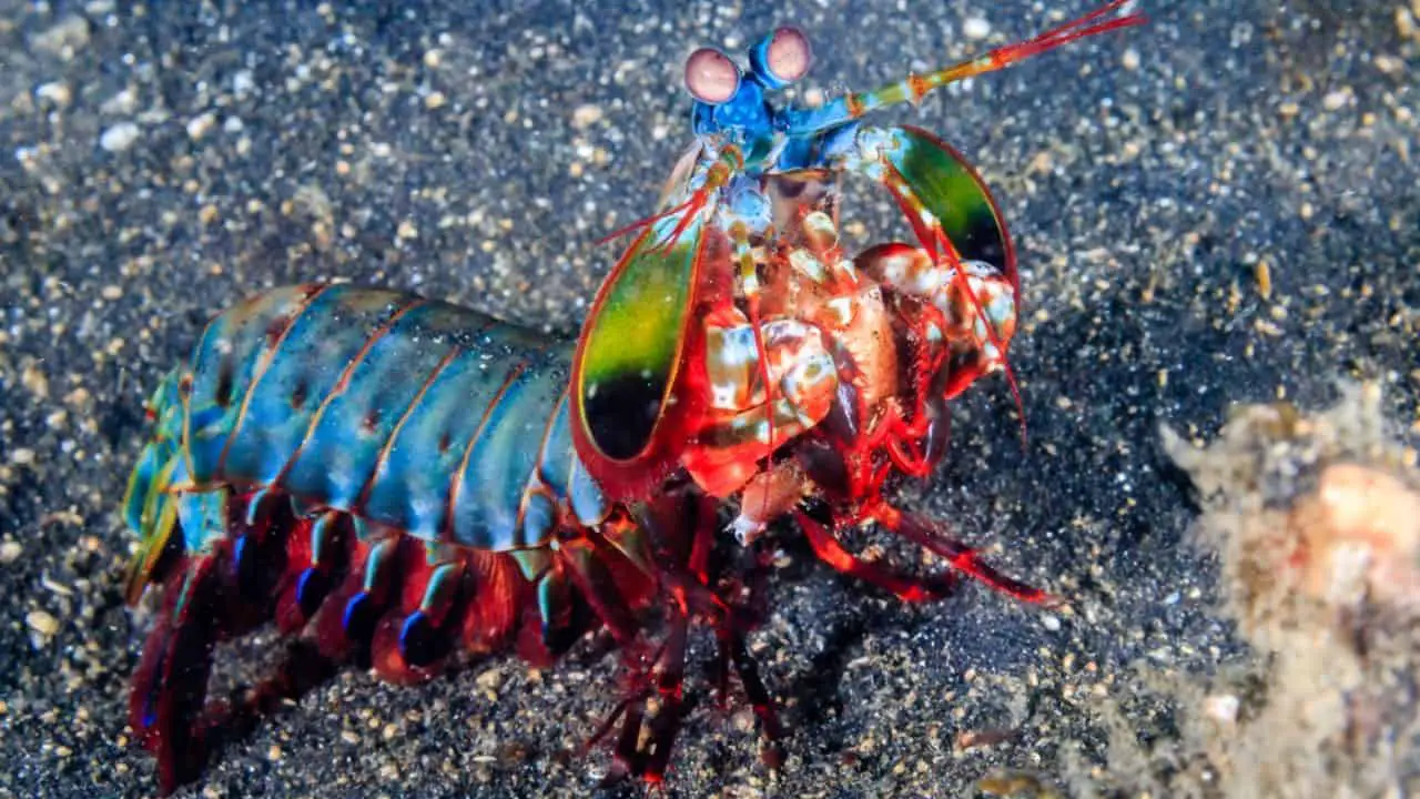 mantis shrimp eating fish