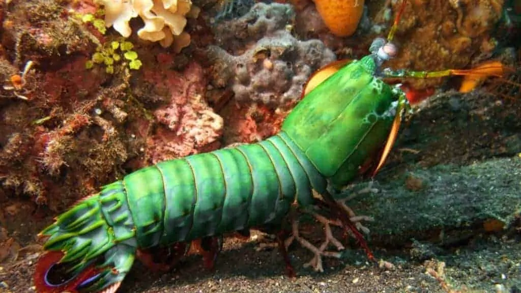 Underwater macro image of Peacock Mantis shrimp