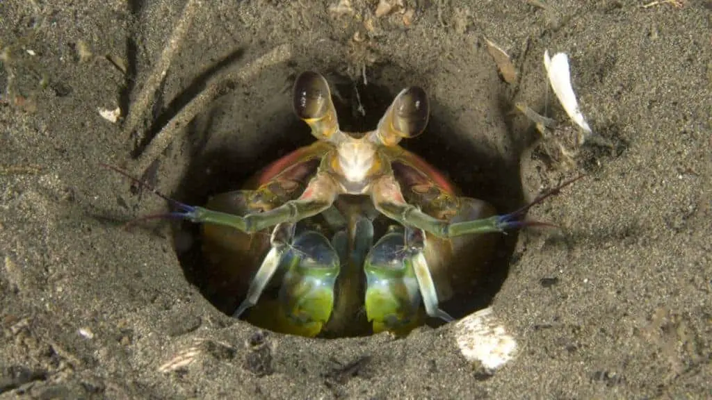 Mantis shrimp in a sandy burrow on ocean bottom