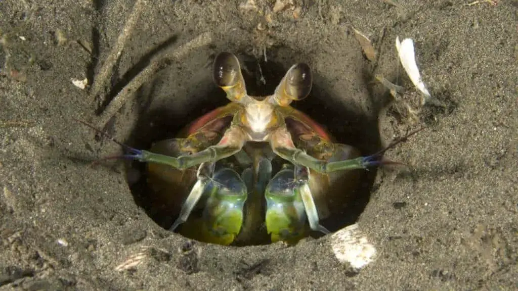 Mantis shrimp in a sandy burrow on ocean bottom