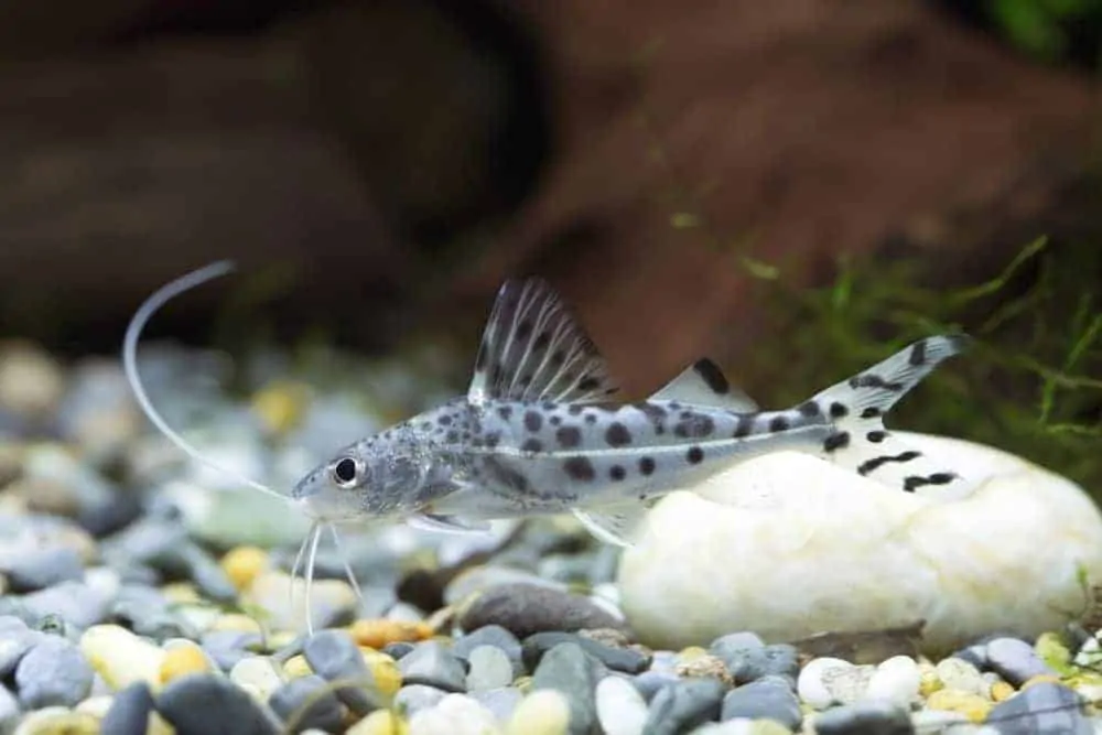 19 Most Popular Types of Catfish Species, Habitat & Pictures