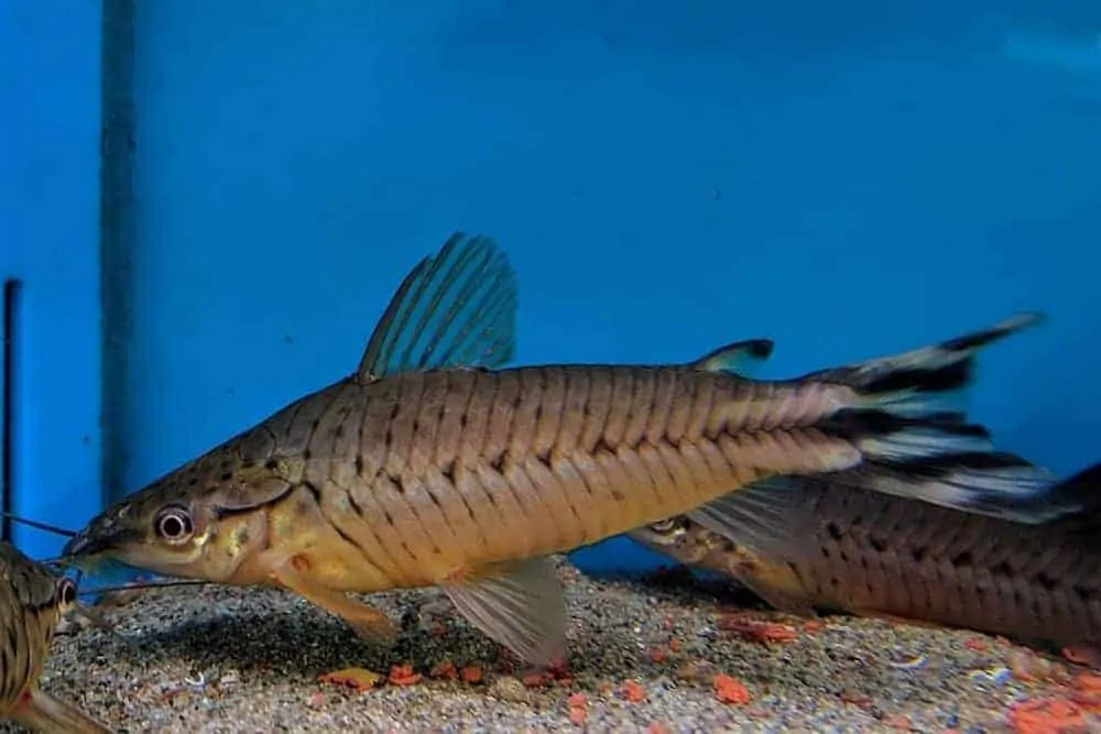 porthole catfish