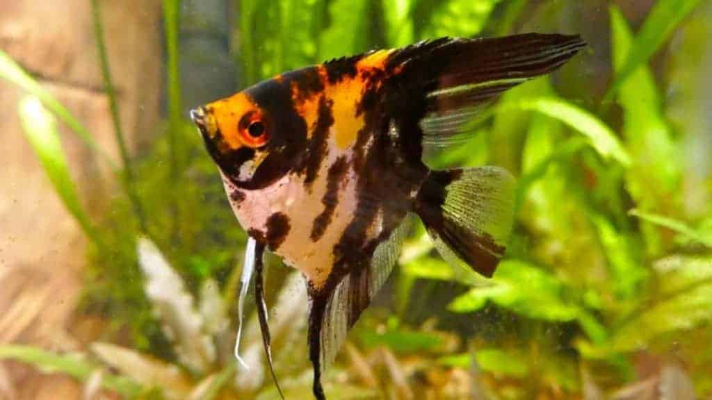 Pterophyllum scalare is type of angelfish