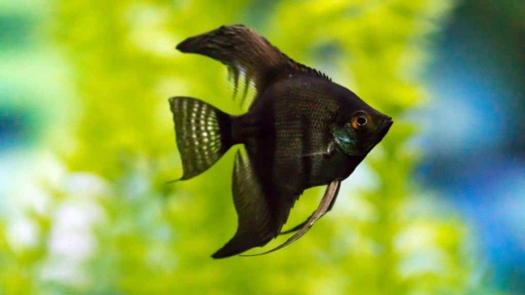 Pterophyllum scalare angelfish