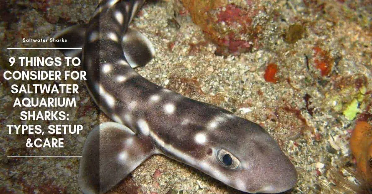 9 Things to Consider for Saltwater Aquarium Sharks: Types, Setup &Care