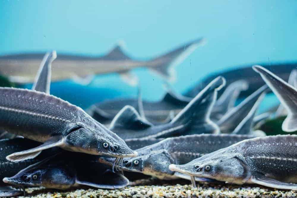 Siberian Sturgeon