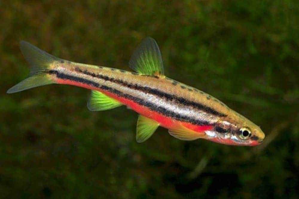 Southern redbelly dace