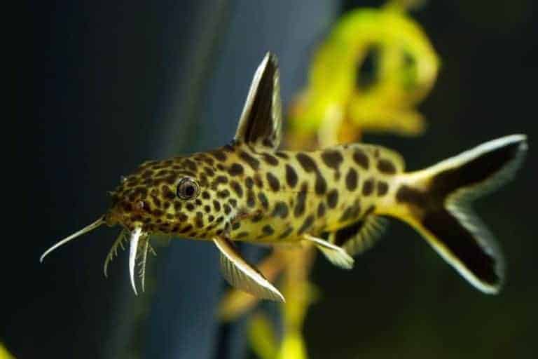 19 Most Popular Types of Catfish Species, Habitat & Pictures
