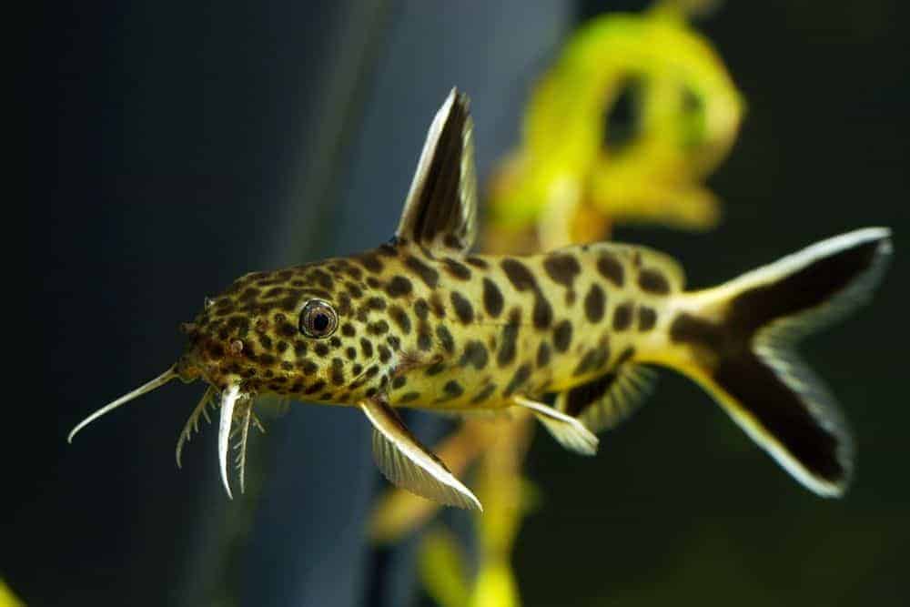 Spotted Catfish