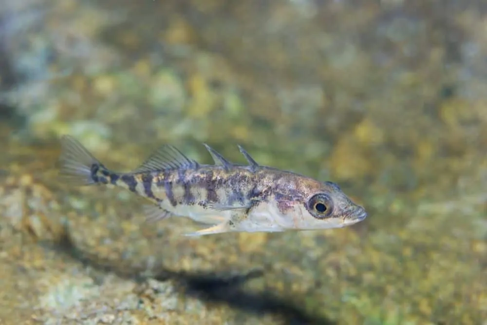 Three-Spined Stickleback