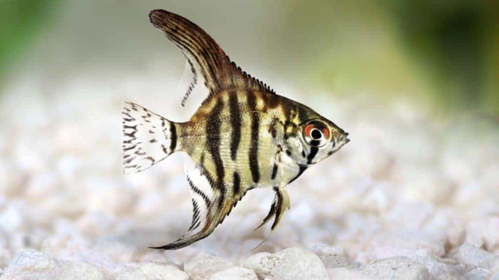 Tiger Marble angelfish