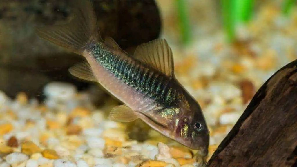 Bronze corydoras catfish