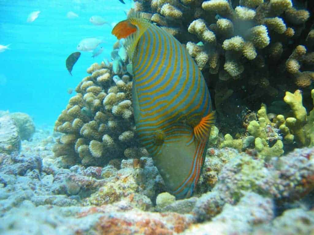 Orange-Lined Triggerfish