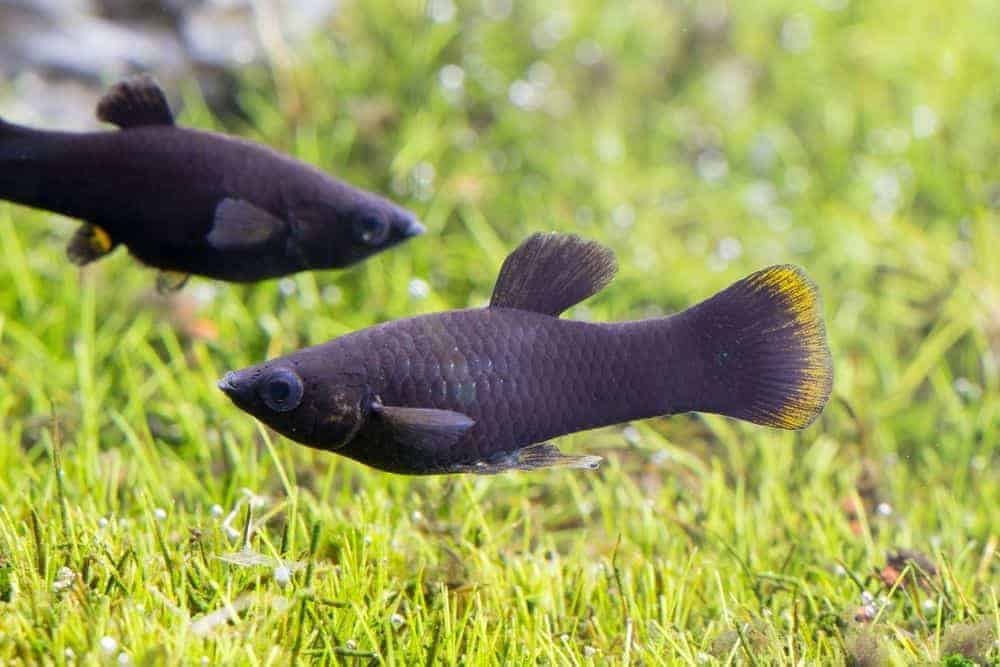 Breeding black and gold molly fish