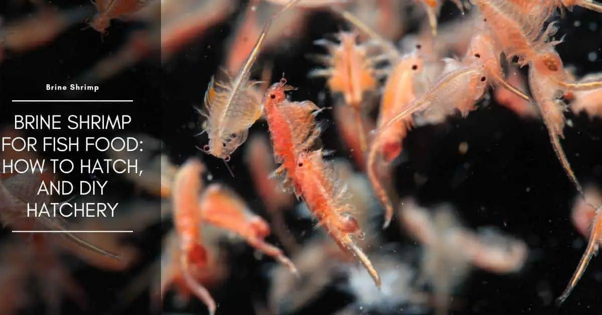 Continuous Brine Shrimp Hatchery Aquarium