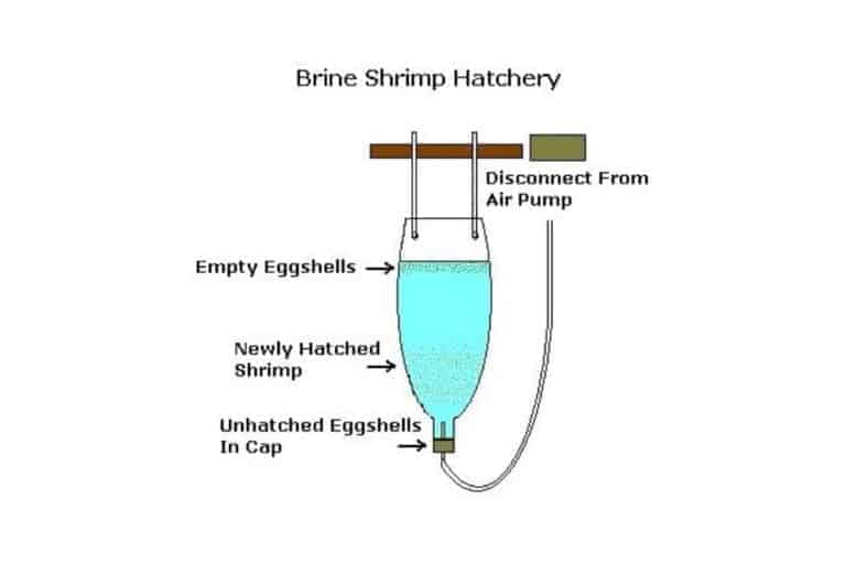 Continuous Brine Shrimp Hatchery Aquarium The Aquarium Adviser
