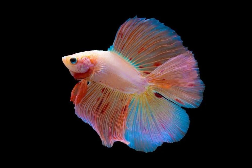 Types Of Betta Fish Names Tail Shape And Color