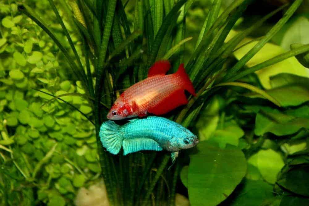 Female Betta