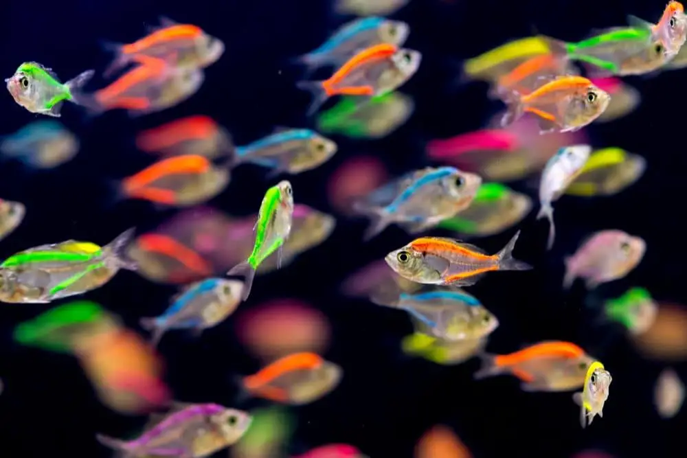 School of colorful glass fish