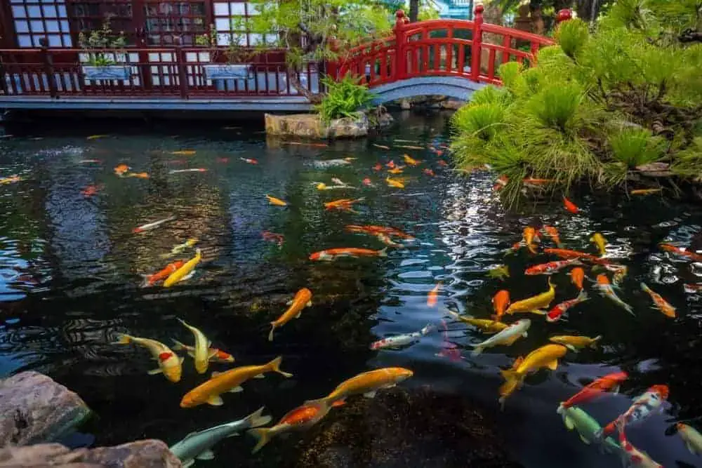 Koi Pond