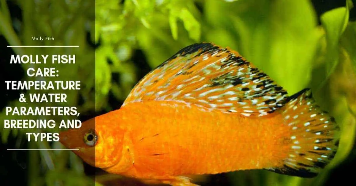 Orange molly fish