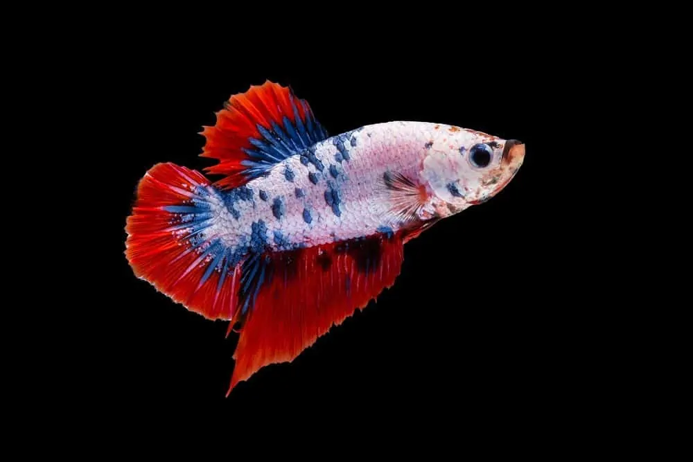 different types of betta fish