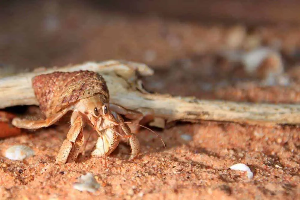 Australian land hermit crab