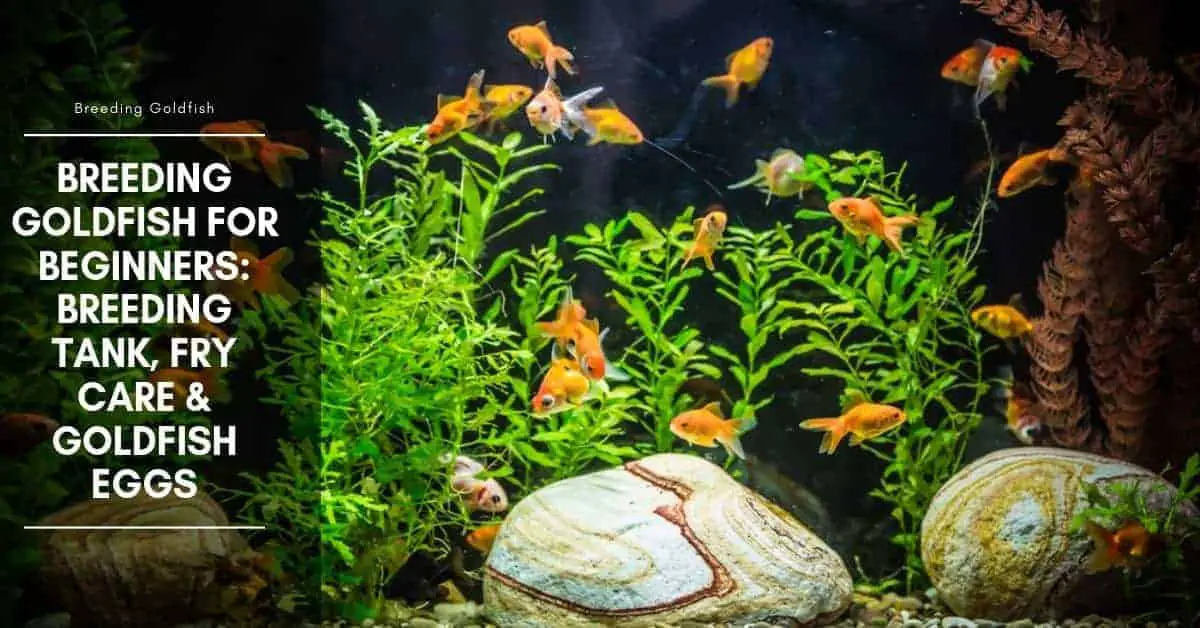 Goldfish eggs in tank