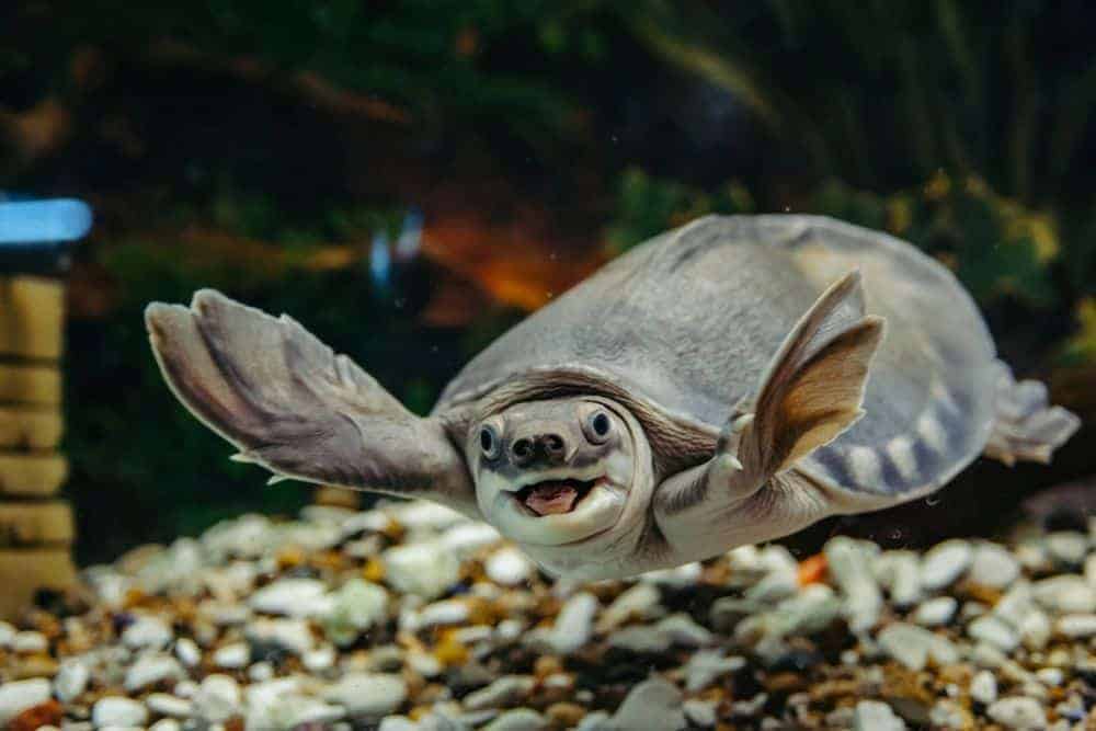 Carettochelys insculpta - Pig-nosed turtle