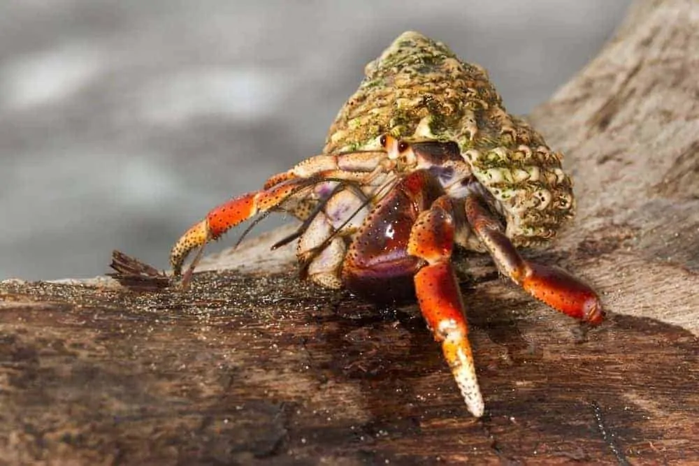 caribbean hermit crab care