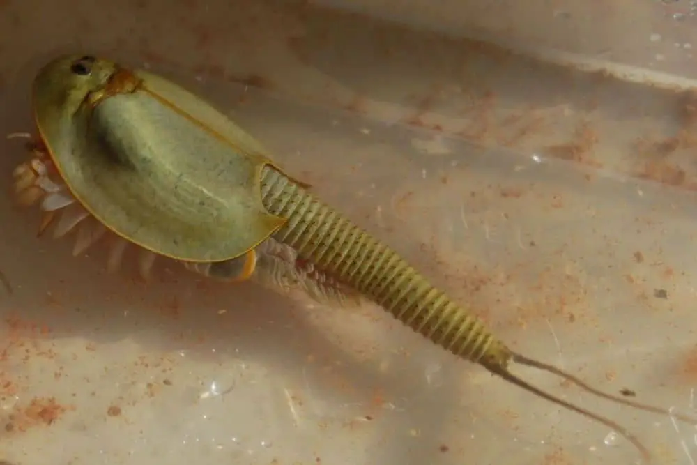 Close up of prehistoric Shield Shrimp