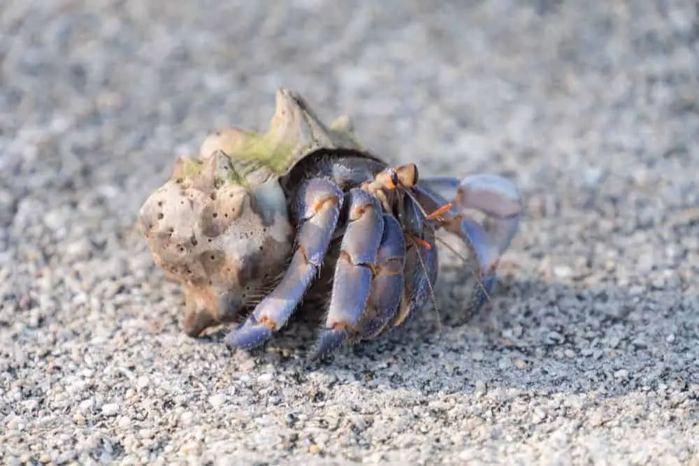 Blueberry Hermit Crab (Coenobita Purpureus)