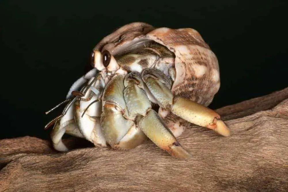 Coenobita compressus (ecuadorian hermit crab)