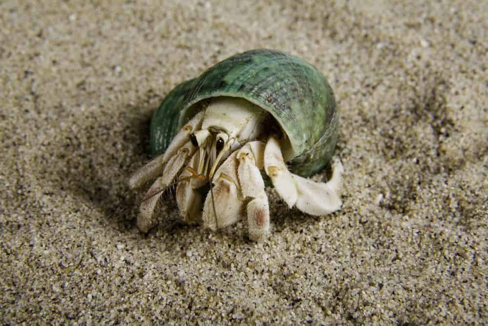 Land hermit crab (coenobita rugosus)