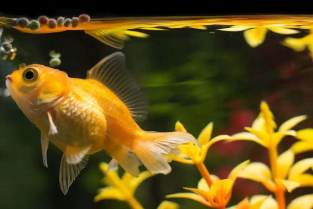 Feeding Goldfish