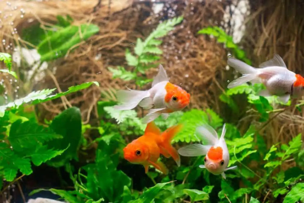 4 Goldfish in aquarium