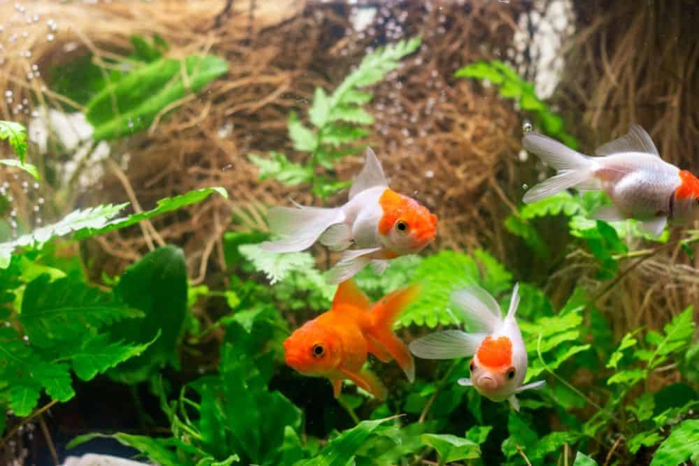 goldfish aquarium