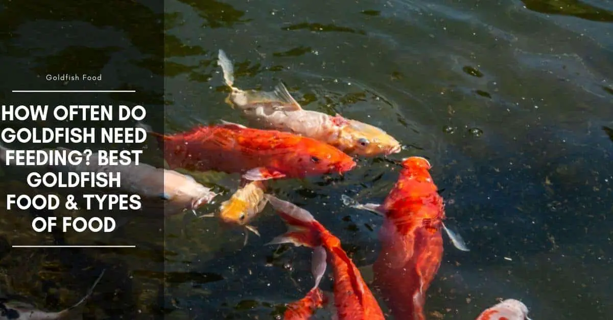 How Often Do Goldfish Need Feeding Best Goldfish Food Types Of Food