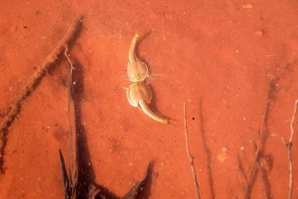 Two Triops in shallow water with a red sandy bottom.
