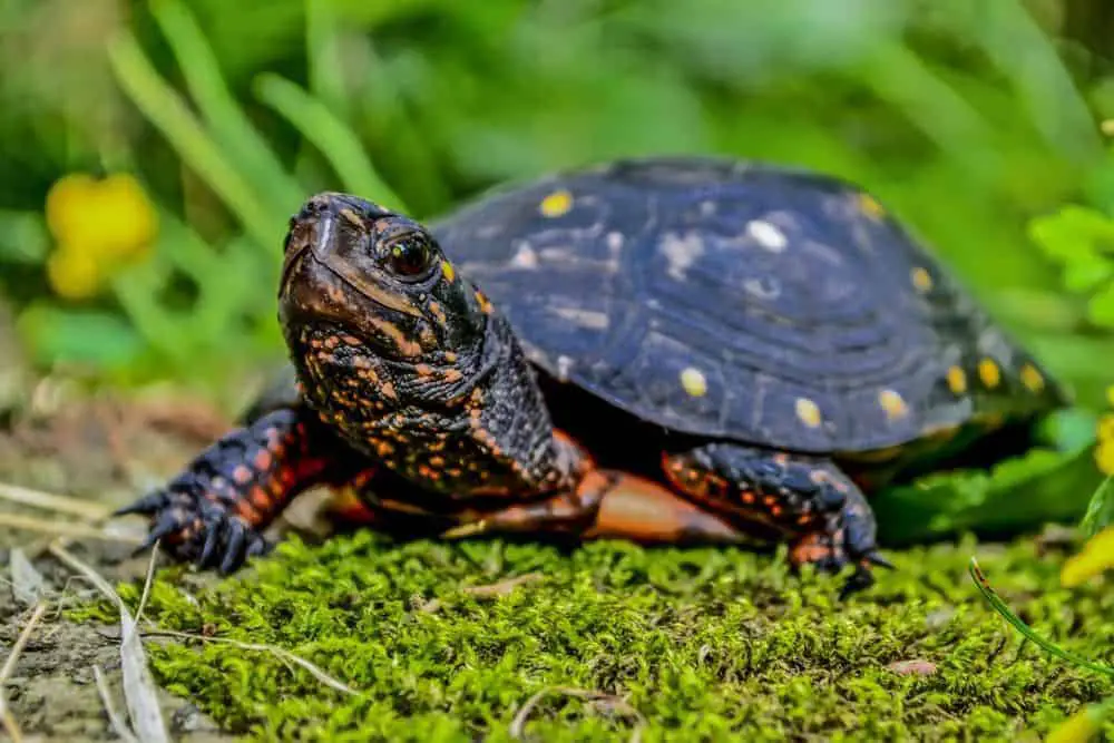 Spotted Turtle