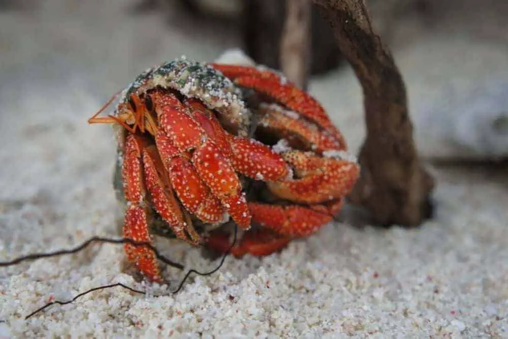 Strawberry hermit crab