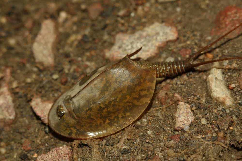 Tadpole shrimp