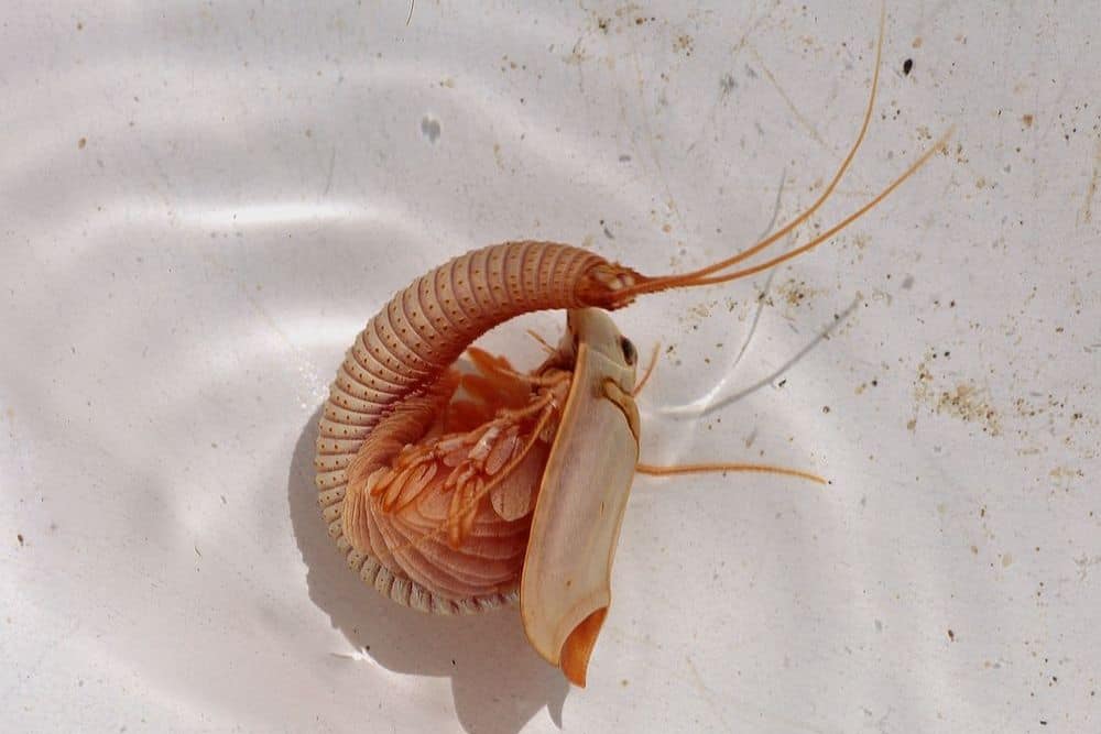 Triops Granarius